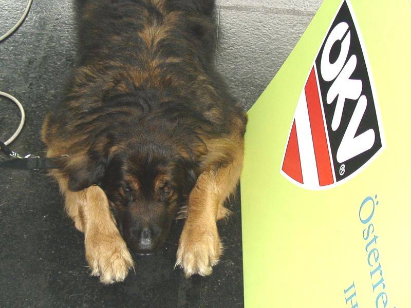 Salzburg Clubschau Mai 06 015 